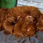 Red-Brown Litter-Toy-Poodle-puppy-for-sale-2