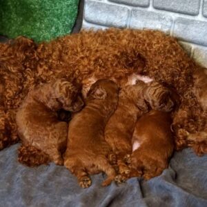 Red-Brown Litter Toy Poodle Red-Brown Litter Toy Poodle