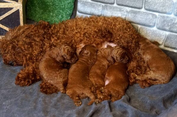 Red-Brown Litter Toy Poodle Red-Brown Litter Toy Poodle
