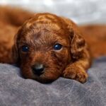 Red-Brown Litter-Toy-Poodle-puppy-for-sale-3