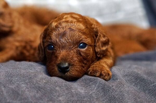Red-Brown Litter Toy Poodle Red-Brown Litter Toy Poodle