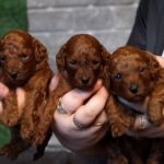 Red-Brown Litter-Toy-Poodle-puppy-for-sale-4