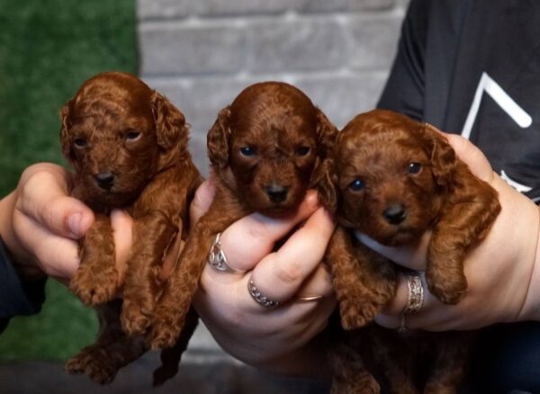 Red-Brown Litter Toy Poodle Red-Brown Litter Toy Poodle