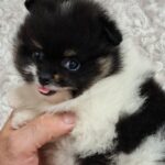 Reka-female-pomeranian-puppy-for-sale- (4)