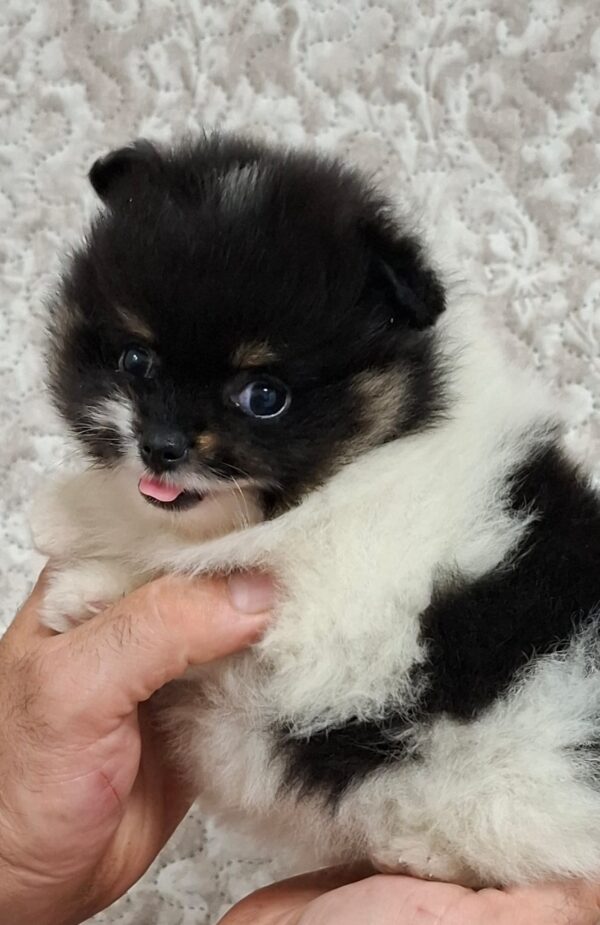 Reka Pomeranian Reka Pomeranian