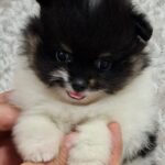 Reka-female-pomeranian-puppy-for-sale- (5)