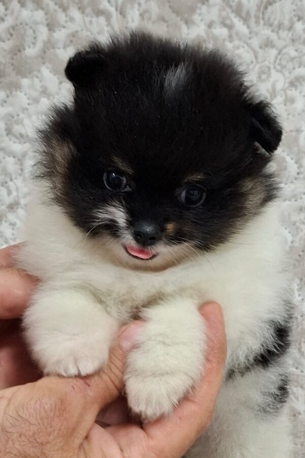 Reka Pomeranian Reka Pomeranian