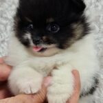 Reka-female-pomeranian-puppy-for-sale- (6)
