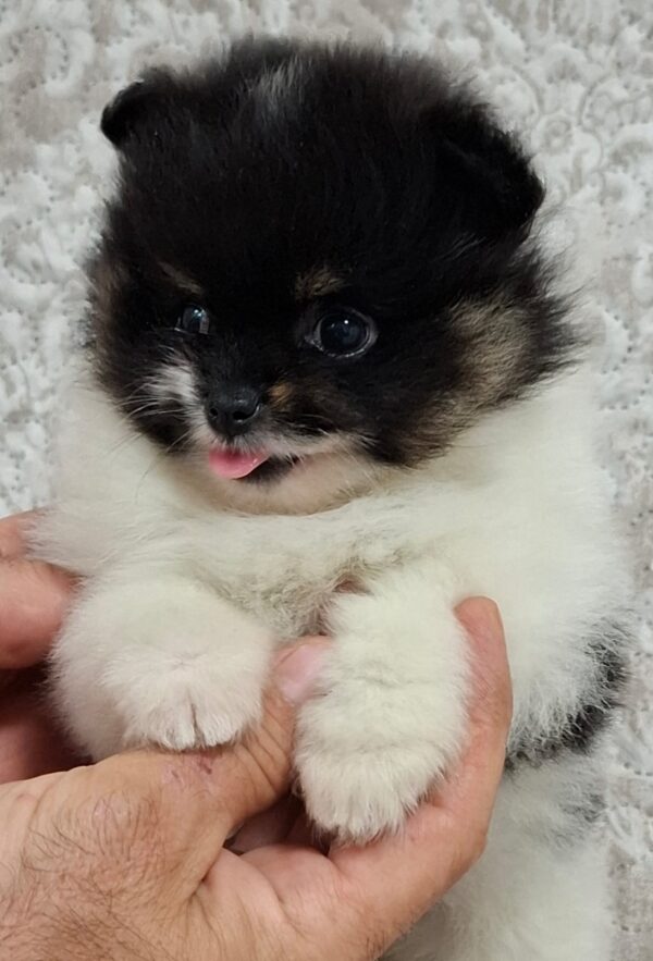 Reka Pomeranian Reka Pomeranian