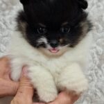 Reka-female-pomeranian-puppy-for-sale- (7)