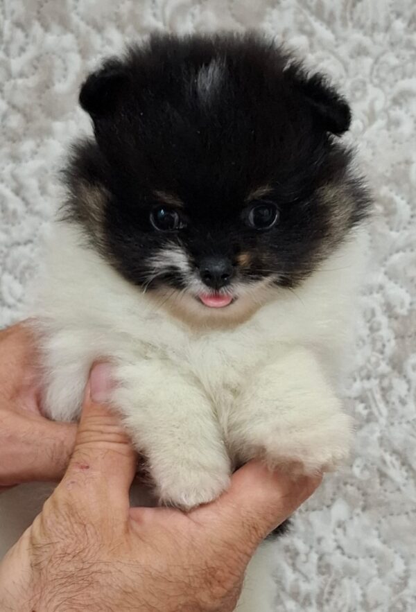 Reka Pomeranian Reka Pomeranian