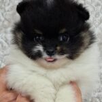 Reka-female-pomeranian-puppy-for-sale- (8)