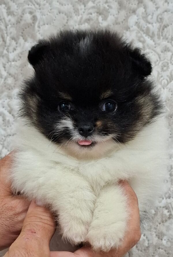 Reka Pomeranian Reka Pomeranian