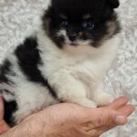Reka-female-pomeranian-puppy-for-sale- (9)