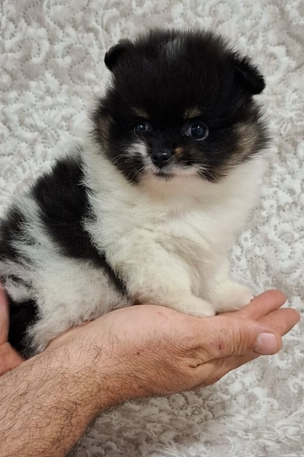Reka Pomeranian Reka Pomeranian