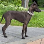 Remington-male-Italian-Greyhound-puppy-for-sale-1