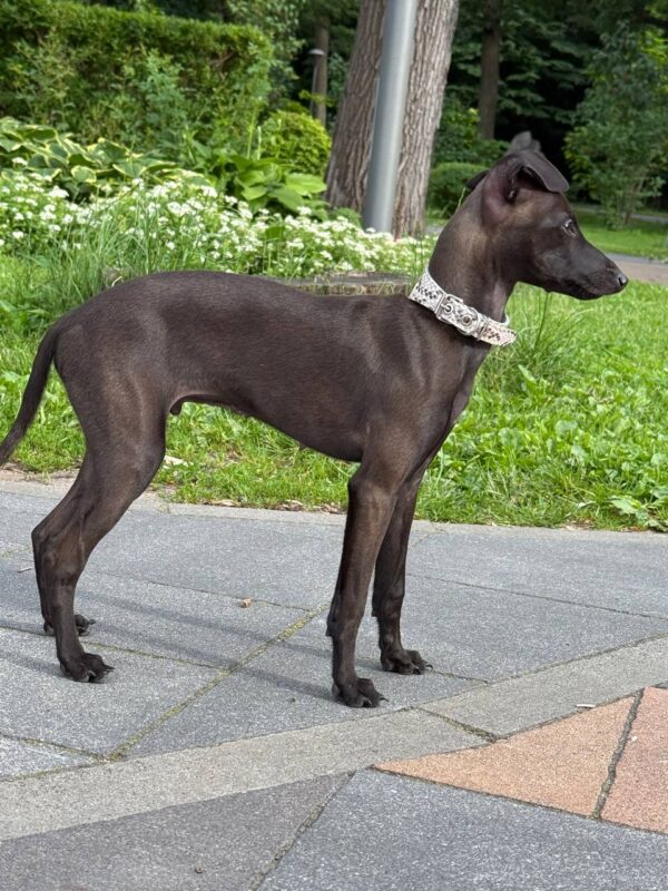 Remington Italian Greyhound Remington Italian Greyhound