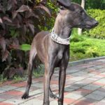 Remington-male-Italian-Greyhound-puppy-for-sale-2