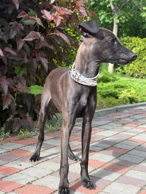 Remington Italian Greyhound Remington Italian Greyhound