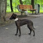 Remington-male-Italian-Greyhound-puppy-for-sale-3