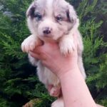 Riley-male-Border-Collie-puppy-for-sale-1