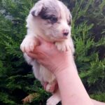 Riley-male-Border-Collie-puppy-for-sale-2