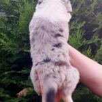 Riley-male-Border-Collie-puppy-for-sale-3
