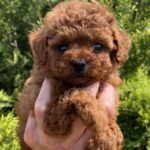 Rocco-male-Toy-Poodle-puppy-for-sale-1