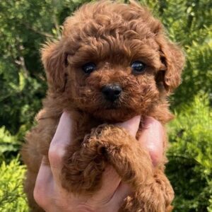 Rocco Toy Poodle Rocco Toy Poodle