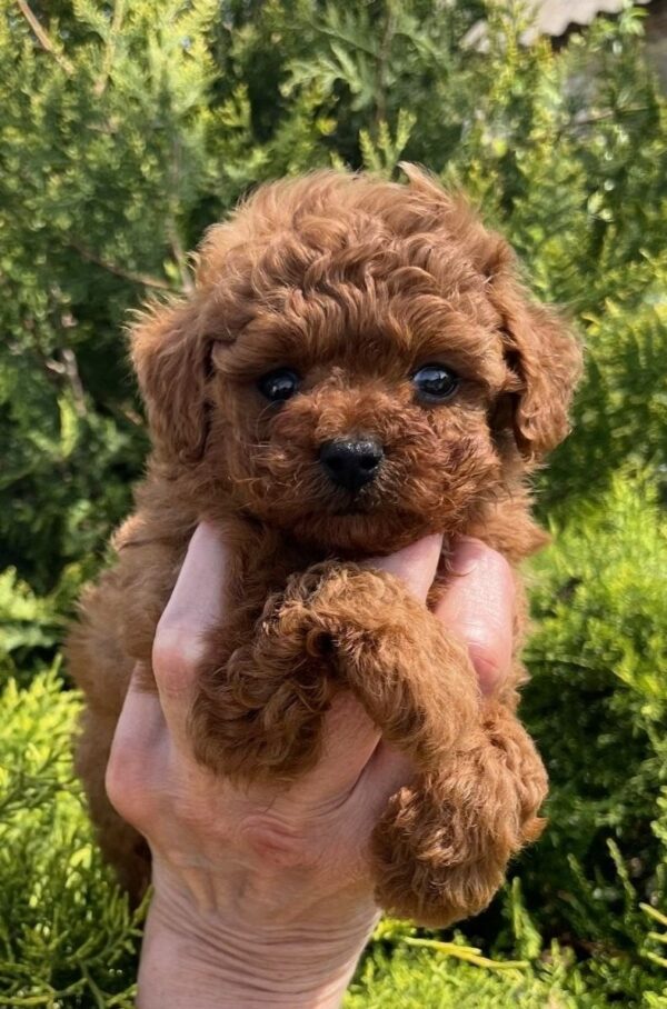 Rocco Toy Poodle Rocco Toy Poodle