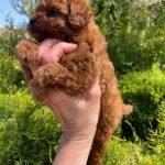 Rocco-male-Toy-Poodle-puppy-for-sale-2