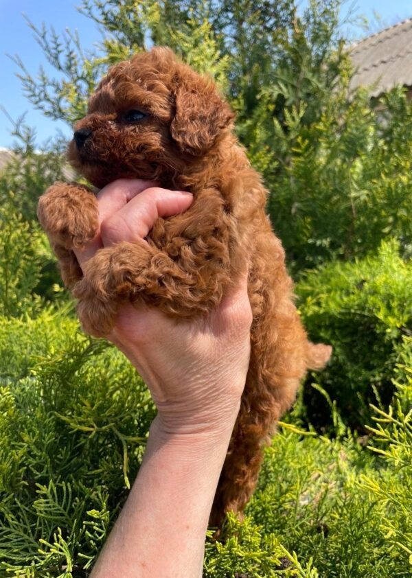 Rocco Toy Poodle Rocco Toy Poodle
