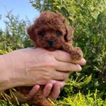 Rocco-male-Toy-Poodle-puppy-for-sale-3