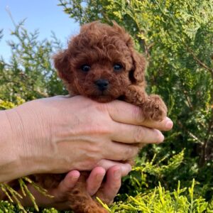 Rocco Toy Poodle Rocco Toy Poodle