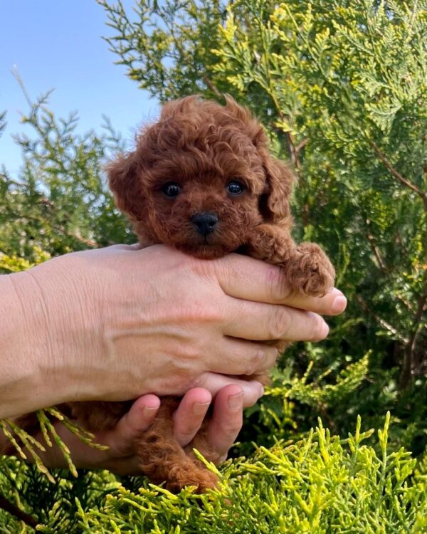 Rocco Toy Poodle Rocco Toy Poodle