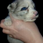 Rocky-male-Border-Collie-puppy-for-sale-1
