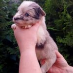 Rocky-male-Border-Collie-puppy-for-sale-2