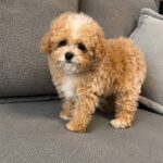 Ronny-male-Poochon-puppy-for-sale-1