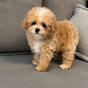 Ronny Poochon Ronny Poochon