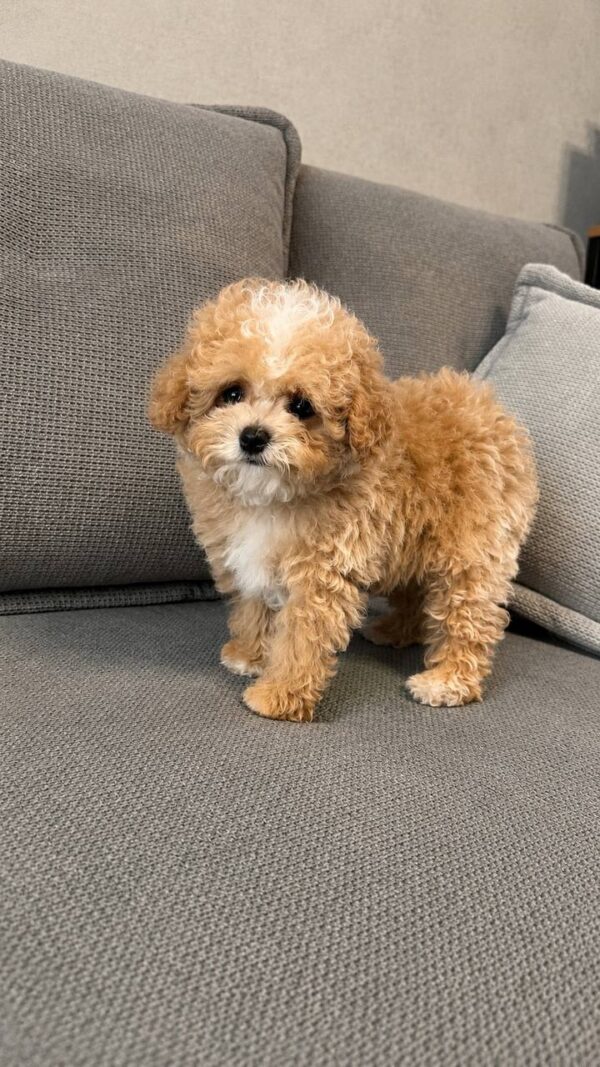 Ronny Poochon Ronny Poochon