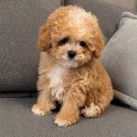 Ronny-male-Poochon-puppy-for-sale-2