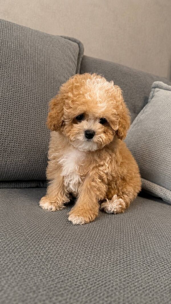 Ronny Poochon Ronny Poochon