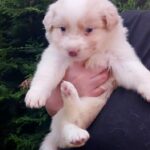 Rowan-male-Border-Collie-puppy-for-sale-1