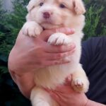 Rowan-male-Border-Collie-puppy-for-sale-2