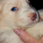 Rowan-male-Border-Collie-puppy-for-sale-3