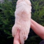 Rowan-male-Border-Collie-puppy-for-sale-4