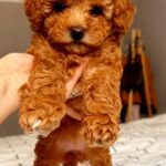 Ruasa-female-Poodle-puppy-for-sale-1