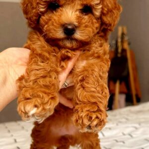 Ruasa Miniature Poodle Ruasa Miniature Poodle