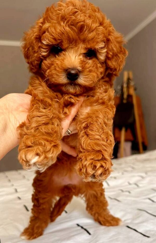 Ruasa Miniature Poodle Ruasa Miniature Poodle