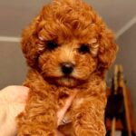 Ruasa-female-Poodle-puppy-for-sale-2